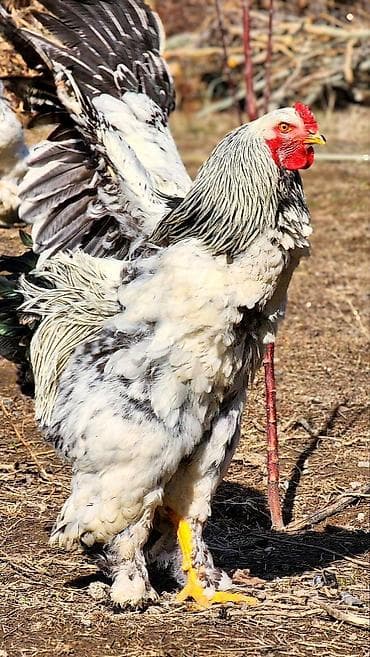 на племя: Продаю | Петух | Брама | Для разведения — 3