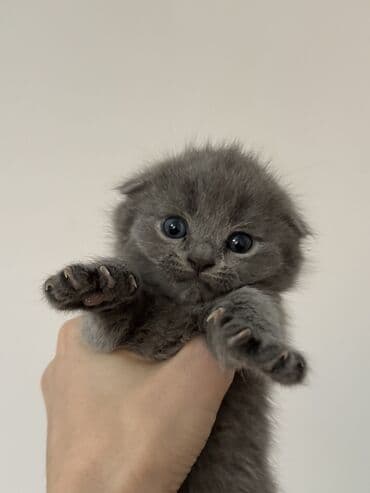 русская голубая длинношерстная кошка: Котята скоттиш-фолд. возраст 1,5 месяца. 3 мальчика, 1 девочка. к — 2
