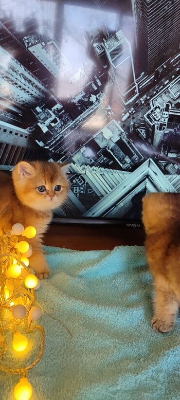 британский вислоухий кот: Вязка: Британская короткошёрстная, Мальчик, 2 года, Золотая шиншилла — 4