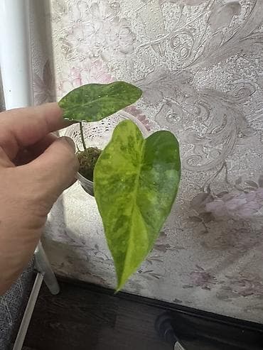 стаканчик: Алаказия Black Velvet + Alocasia Gageana Variegata (сеянцы/детки в — 2