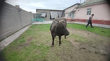 Сатам | Уй (ургаачы) | Сүт алуу үчүн | Байланган — 3