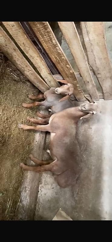 бараньи головы: Продаю | Баран (самец), Ягненок | Для разведения | Матка — 4