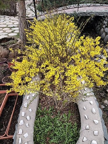 дерево бонсай: Хвойные и декоративные кустарники для ландшафта Что предлагается: - — 8