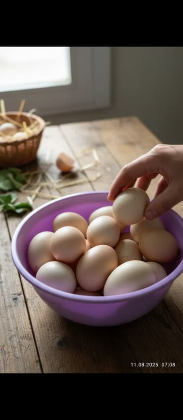 шкафы одежды: Тоджон яйца продается чистокровные куры цена за шт 50 — 1