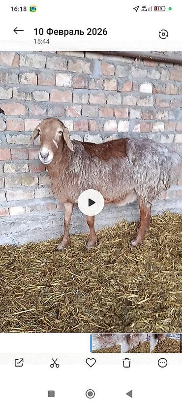 зоосалон грумира бишкек: Сатам | Козу | Арашан | Көбөйтүү үчүн | Ургаачы — 7