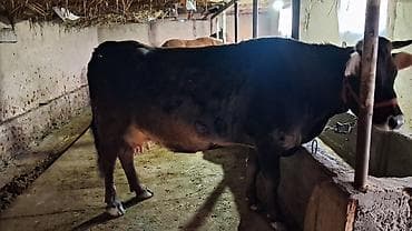 шведская корова: Продаю | Корова (самка) | Швицкая | Для молока | Стельные — 2