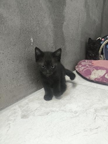 Котята домашние в добрые руки!!!!!, помёт из двух малышей: - Черный