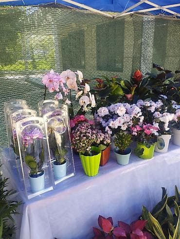 продажа аквариума: Садовый центр/питомник растений и товаров для сада - Широкий выбор — 7