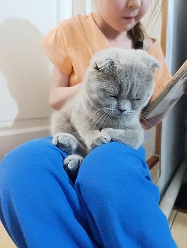 пушистая сиамская кошка: Продаю Шотландская вислоухая кошка (Scottish Fold) - Порода — 3