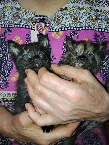 куда отдать кошку бишкек: Котята домашние в добрые руки, необычной расцветки! Кушают всё,лоток — 1