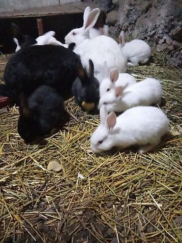 купить собаку пекинес: Продаю | Крольчата | Для разведения | Племенные — 2