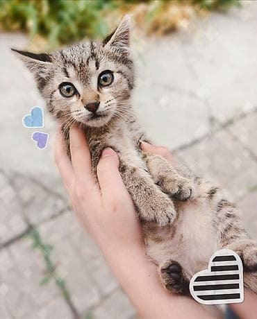 fermer kg: Срочно ищем дом для котят! Четыре милых котенка (3 мальчика и 1 — 3