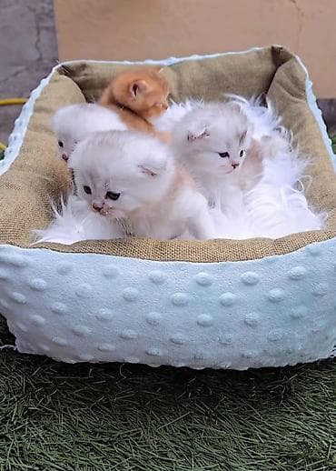 scottish fold: Предлагаем для бронирования чистопородных малышей, мальчики, окрас — 1