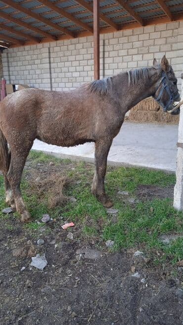 Собаки: Продаю | Жеребец | Кара Жорго | Рабочий | Племенные — 6