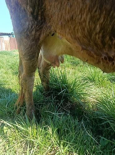 осеменение коров: Продаю | Корова (самка) | Для молока | После отела — 1