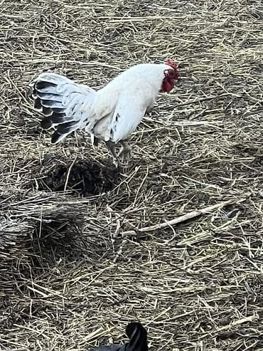 живые дрожи: Продаю | Куры | Для разведения — 1