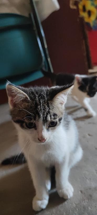 животные котята: Кошка даром: Беспородная, 3 месяца, Мальчик — 9
