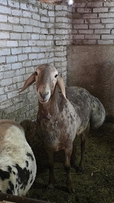 Продаю | Баран (самец) | Гиссарская, Полукровка, Арашан | Для разведения | Племенные, Осеменитель