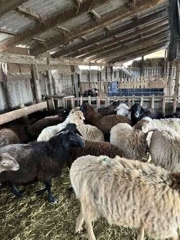 купить собаку хмонг: Продаю | Овца (самка) | Полукровка — 10