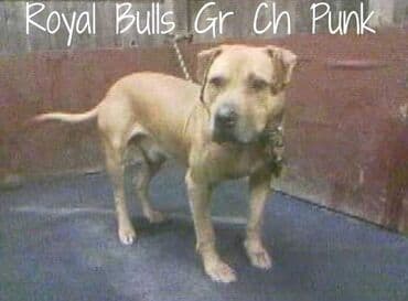 акустические системы athletic колонка в виде собак: Питбуль, 1 год, Самка, С родословной — 3