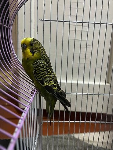 Үй жаныбарлары үчүн товарлар: Волнистые попугаи с комплектом клетки и аксессуаров. - Пара волнистых — 3