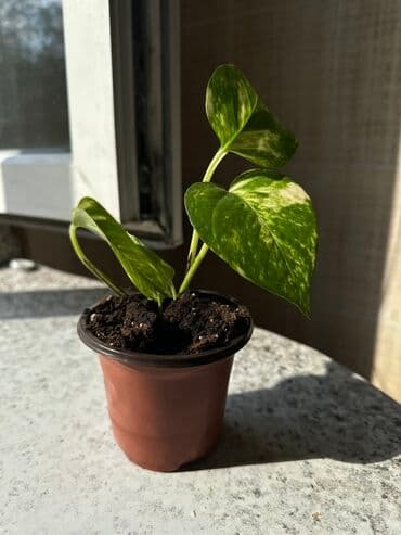 где купить саженцы гортензии в бишкеке: Эпипремнум 100 сом — 1