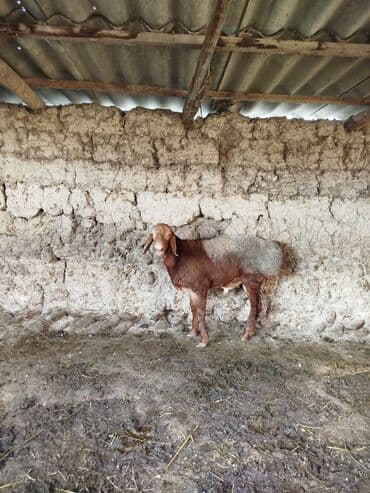 продажа баранов в бишкеке: Сатам | Кочкор (эркек) | Көбөйтүү үчүн | Асыл тукумдуу — 3