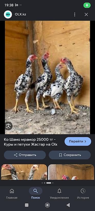 карликовые кохы: Куплю кур,яица ко шамо (карликовые бойцовые куры) — 3
