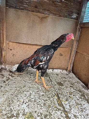 дакан шамо: Продаю | Петух | Бойцовая | Для разведения, Для боев — 2
