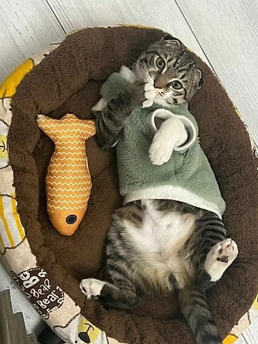 веслоухая кошка: Ищем подругу 🙈😅 Шотландский вислоухий кот (скоттиш-фолд) Описание — 4