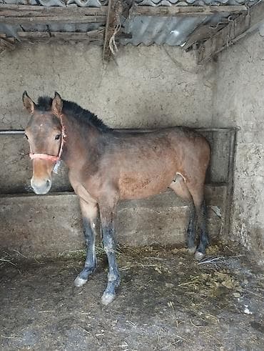 А/ч жаныбарларын сатам: Сатам | Байтал | Жумушка — 4