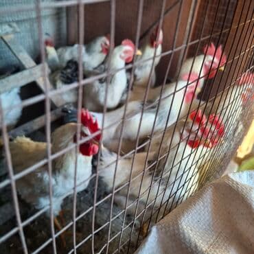 клеточное оборудование для кур несушек: Сатам | Короздор | Көбөйтүү үчүн — 5