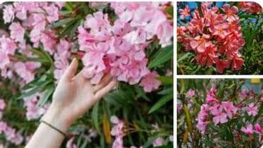 растение алоэ: Продам цветок Олеандр — 2