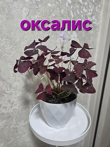 помесь: Комнатные растения в горшках: 1) Антуриум (светло‑кремовые/белые — 8