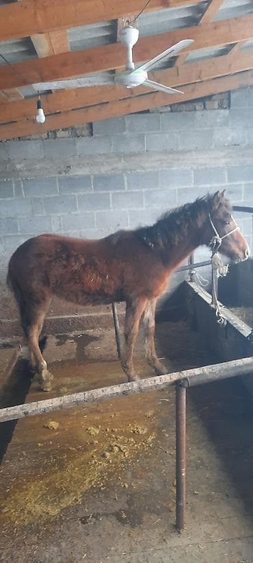 А/ч жаныбарларын сатам: Сатам | Тай | Көбөйтүү үчүн — 6