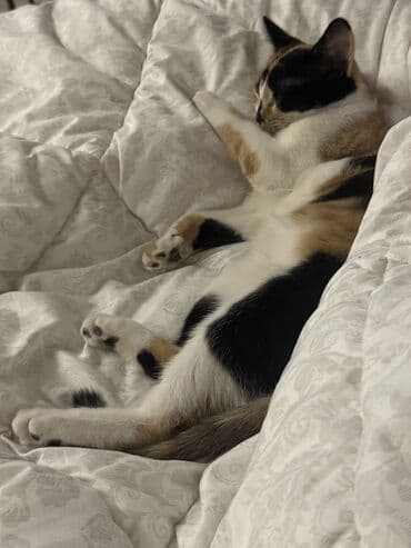 рыжие кошки: 3 месяца, Девочка, Черепаховый, Приучена к лотку, Проглистована — 1