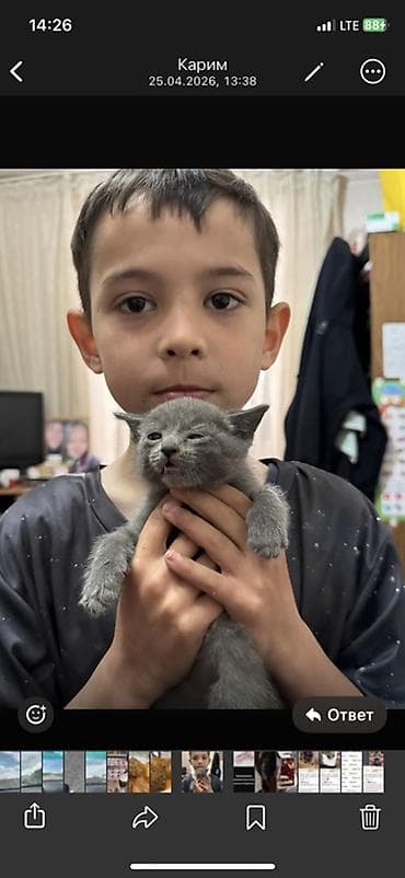 кошка серый: Котята от домашней кошки серого окраса. - Помёт однотонных — 2