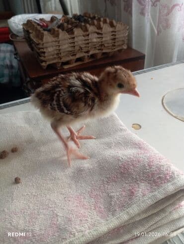 Ветеринар кызматы: Сатам | Балапан күрп | Союуга | Асыл тукумдуу — 3