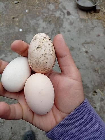 продам мясо: Яйцо бойцовский курей.даканов. линя хороший — 1