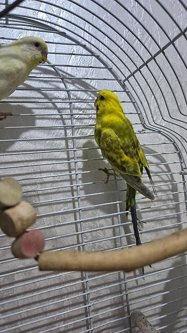 одежда для волнистых попугаев: Попугайчики волнистые + клетка и аксессуары - Пара волнистых попугаев — 2