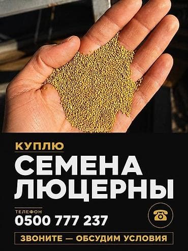 Куплю семена люцерны, очищенные через пектус без примесей, хорошего at lalafo.kg Куплю семена люцерны, очищенные через пектус без примесей, хорошего