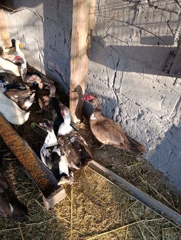 дом попугая: Селезни большие — 12