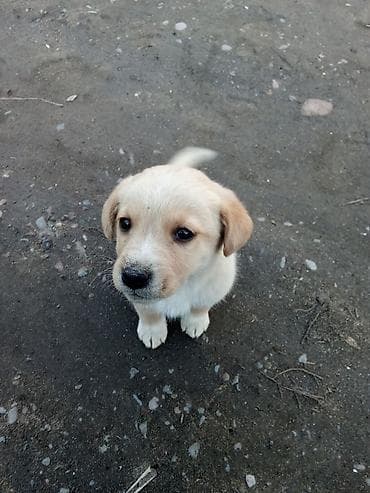 собаки мопсы: Лабрадор-ретривер, 1 месяц, Самец — 4