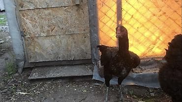 цеплята бройлер: Продаю | Куры | Бойцовая | Для разведения — 4