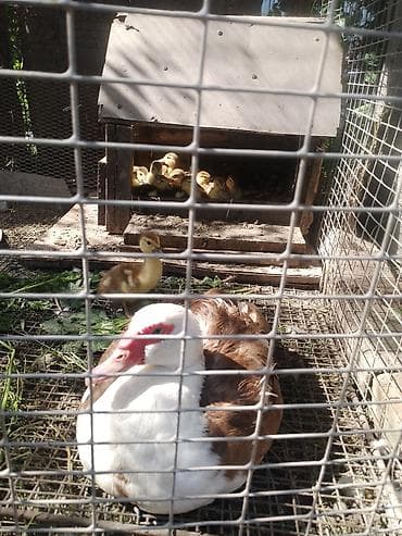 индоутка цена: Продам индоутку (шипуны) с выводком утят, 27 штук. 6500. Можно утят — 1