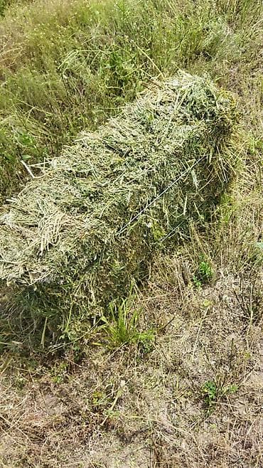 мышык кошка: Сено в тюках - Прямоугольные тюки, перевязаны проволокой для удобной — 1