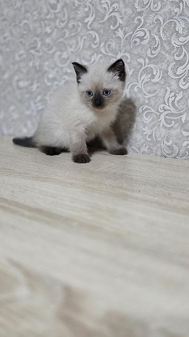 отдам в добрые руки: Беспородная, 2 месяца, Мальчик, Приучена к лотку — 6