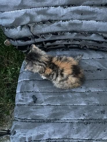 Котёнок трёхцветной окраски ищет себе дом — 2