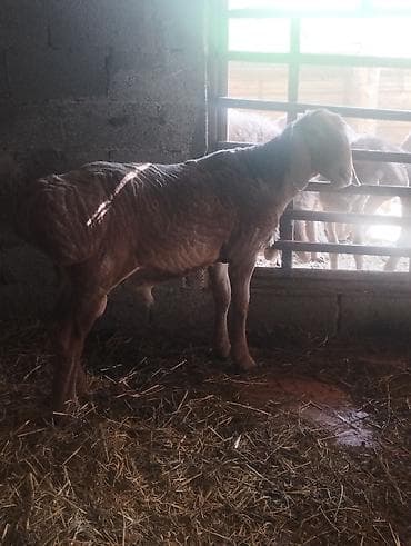 ат полша: Продаю | Баран (самец) | Для разведения | Племенные — 2