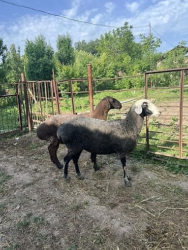Продаю | Овца (самка) | Полукровка | На забой | Матка at lalafo.kg Продаю | Овца (самка) | Полукровка | На забой | Матка